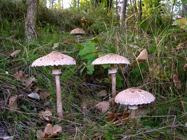  Image name: Mazza di Tamburo.jpg 
 width: 600 pixel 
 height: 450 pixel 
 Size: 65657 bytes 
 Click to enlarge 